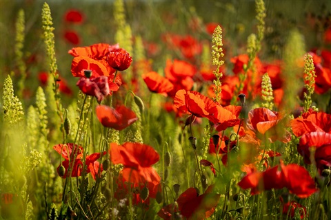 Field of poppies.jpg